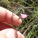 Green False Foxglove - Photo (c) Andy Newman, some rights reserved (CC BY-NC), uploaded by Andy Newman