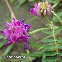 Astragalus davuricus