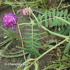 Astragalus davuricus