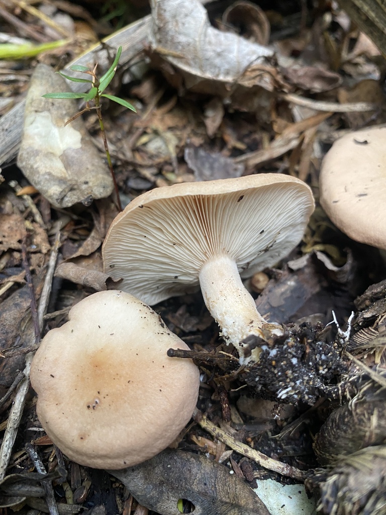 Rhodocybe piperita · April 2025 · photo: © caitlin_anderson1 (iNaturalist, cc-by)