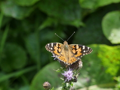 Vanessa cardui