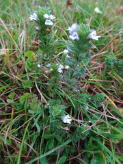 Euphrasia frigida