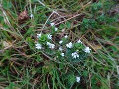 Euphrasia frigida