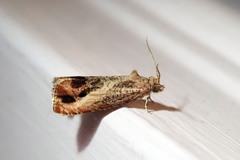 Olethreutes hamameliana