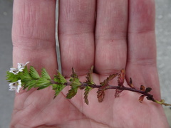 Euphrasia frigida