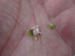 Euphrasia frigida