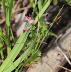 Fumaria muralis muralis