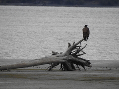 Haliaeetus leucocephalus