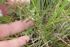 Eupatorium semiserratum