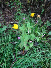 Epilobium collinum