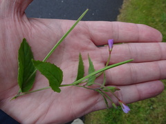 Epilobium collinum