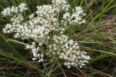 Eupatorium semiserratum