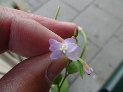 Epilobium collinum