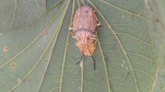 Antiteuchus macraspis