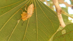 Antiteuchus macraspis