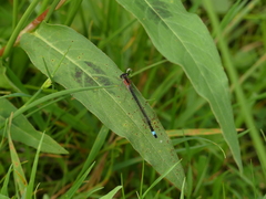 Ischnura elegans