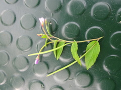 Epilobium collinum