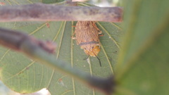 Antiteuchus macraspis