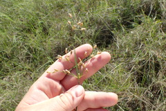Fimbristylis puberula