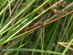 Sympetrum vulgatum