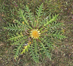 Carlina acanthifolia