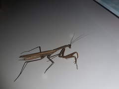 Mantis religiosa