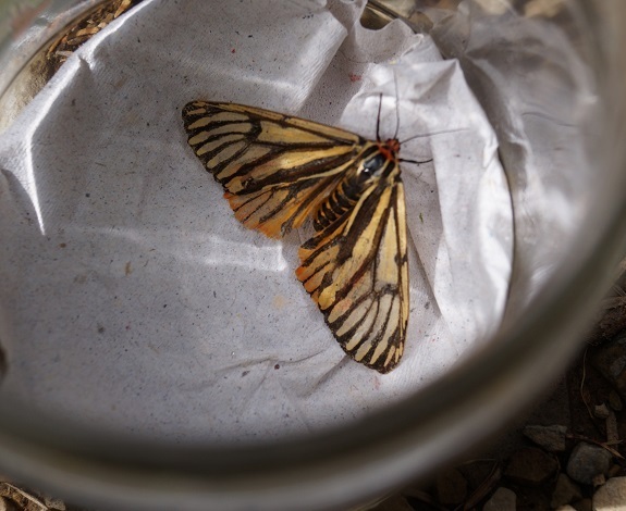 Arctia menetriesii