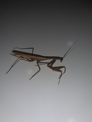Mantis religiosa