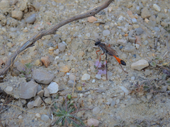 Ammophila heydeni