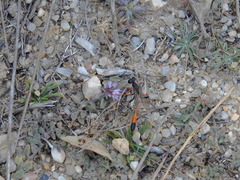 Ammophila heydeni
