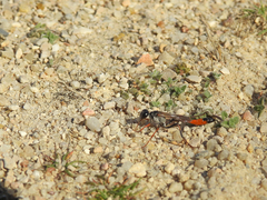 Ammophila heydeni