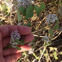Smilax aspera