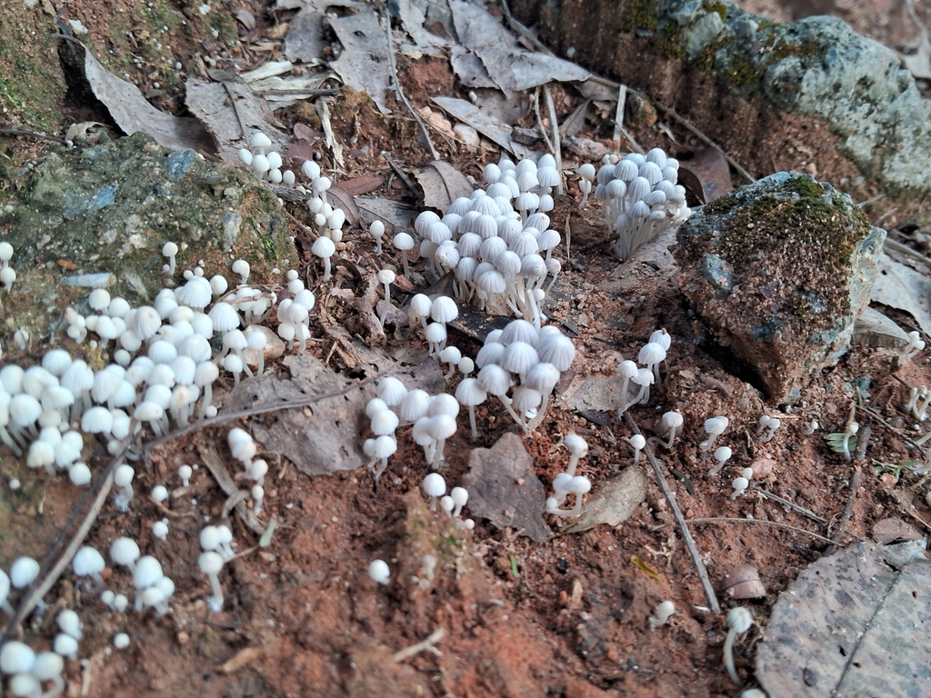 Coprinellus disseminatus · April 2025 · photo: © dudamanini (iNaturalist, cc-by)