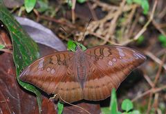 Euthalia telchinia