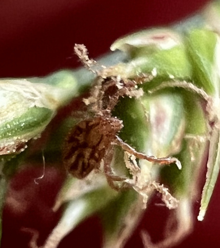 Asian Longhorned Tick photo 5