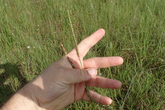 Paspalum floridanum