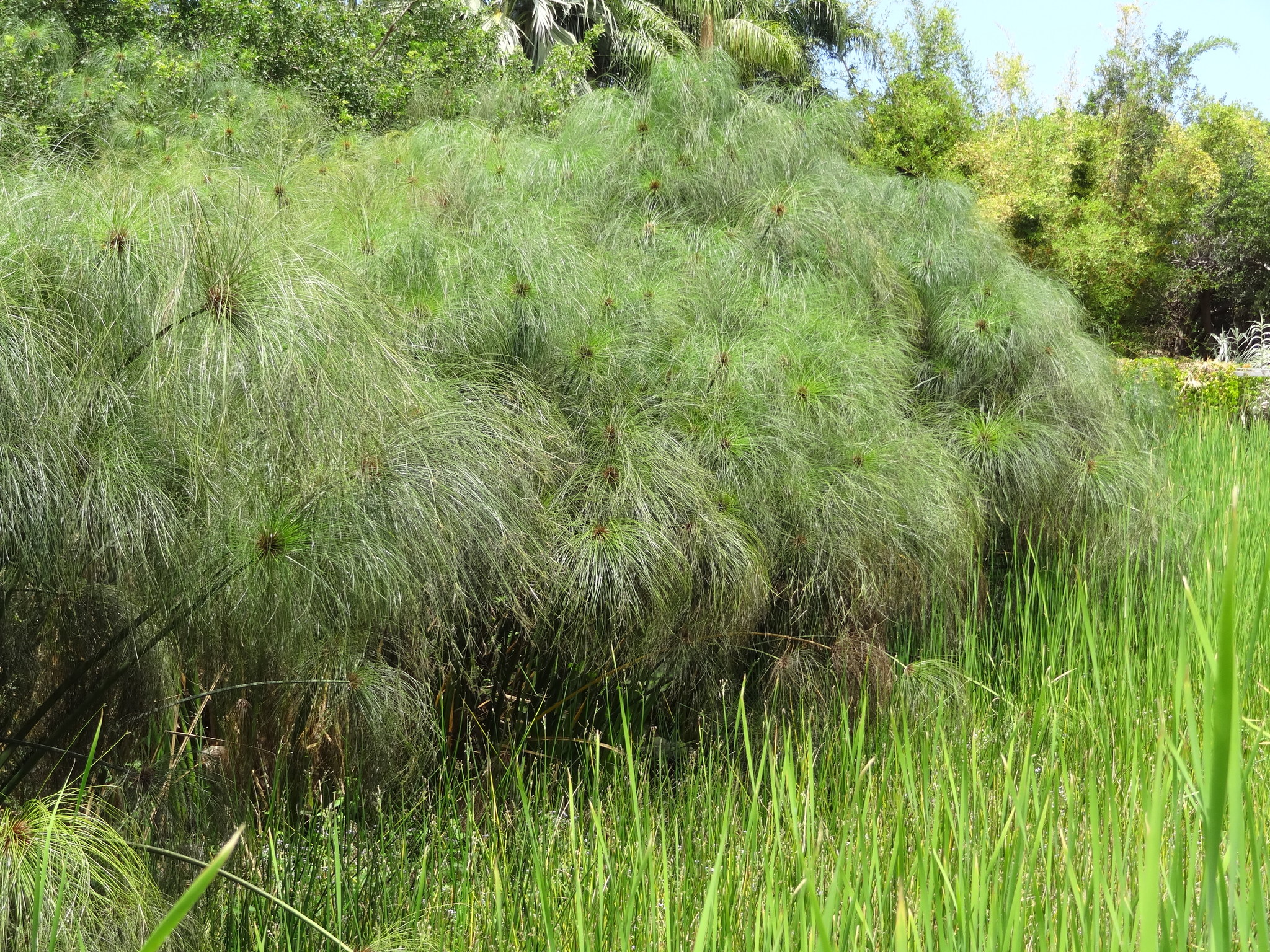 (c) Jean-Philippe BASUYAUX, certains droits réservés (CC BY-NC) https://www.inaturalist.org/observations/31420688