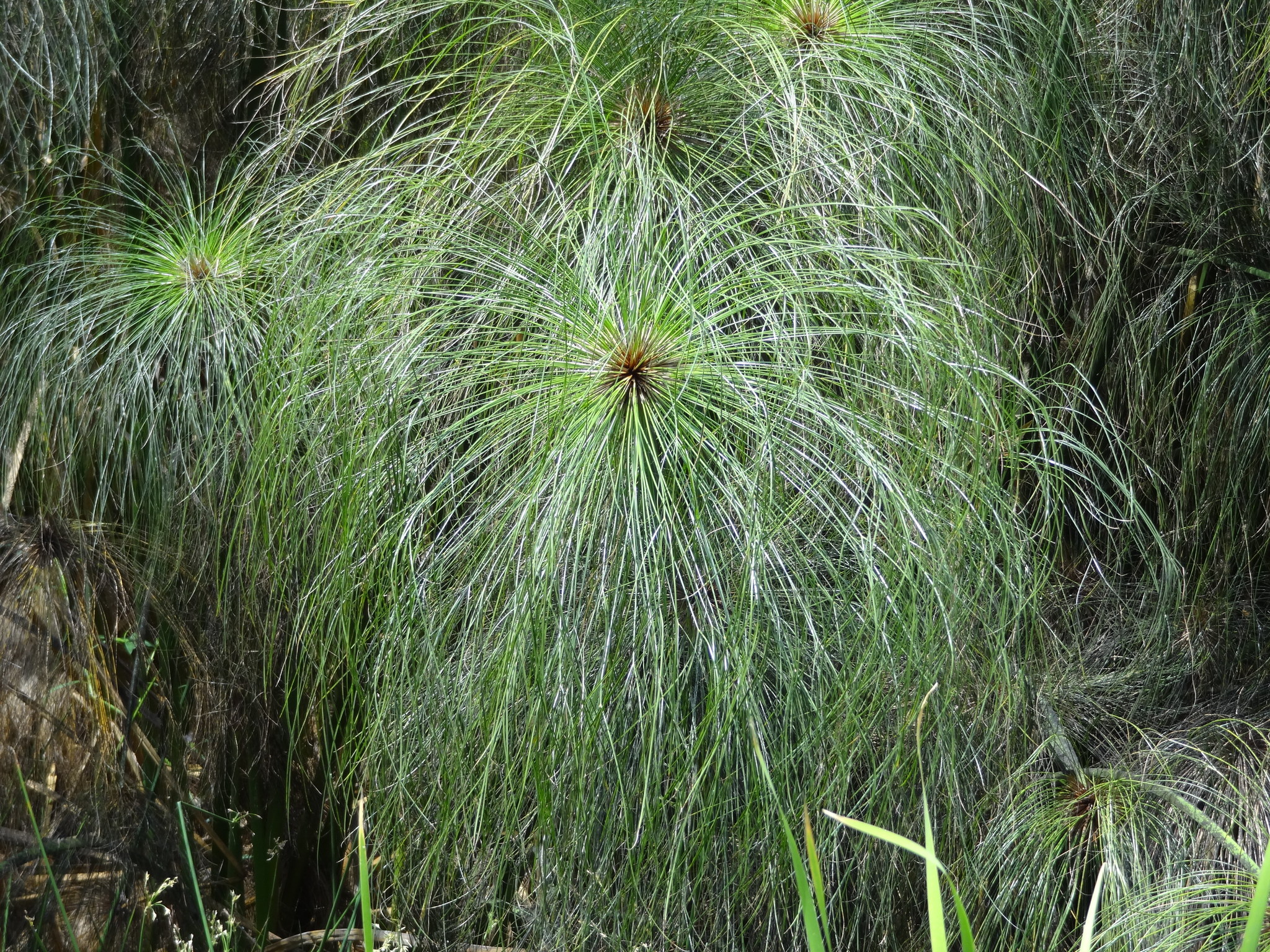 (c) Jean-Philippe BASUYAUX, certains droits réservés (CC BY-NC) https://www.inaturalist.org/observations/31420688