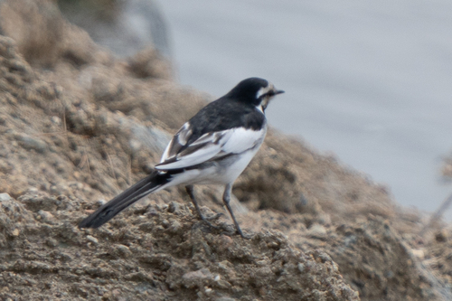 White Wagtail (Motacilla alba), photo 8