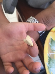 Pareuchaetes pseudoinsulata