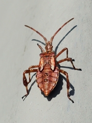 Leptoglossus occidentalis