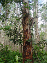 Machaerium condensatum