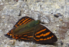 Dodona adonira