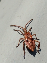 Leptoglossus occidentalis