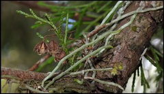 Dendrophylax porrectus