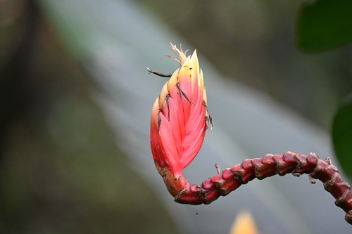 Heliconia episcopalis