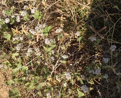 Smilax aspera