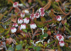 Harrimanella hypnoides