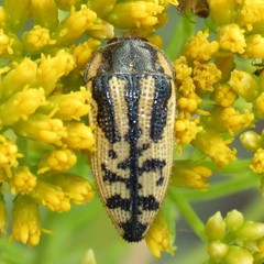 Acmaeodera amplicollis