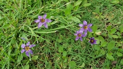 Sisyrinchium scabrum